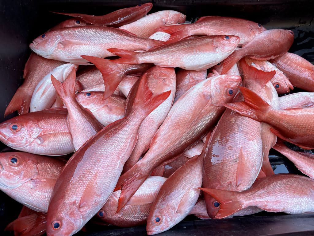 Triggerfish and beeliner: two Gulf reef fish worth targeting