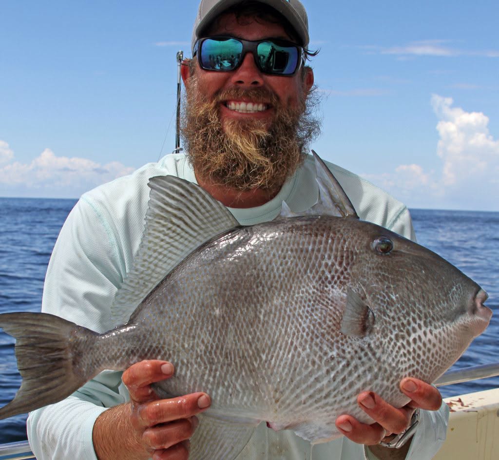 Triggerfish and beeliner: two Gulf reef fish worth targeting